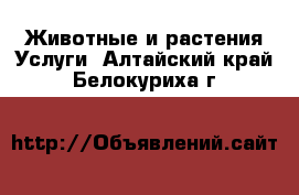 Животные и растения Услуги. Алтайский край,Белокуриха г.